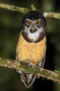 Spectacled Owl (Pulsatrix perspicillata) perched on a branch in Costa Rica