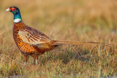 Pheasant, cock, male, (Phasianus colchicus), animals, birds, chicken family, centrapole, Kutno,