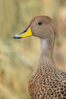 South Georgia Pintail (Anas georgica georgica) perched on tussock grass on South Georgia Island