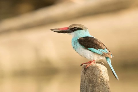 Blue-breasted Kingfisher (Halcyon malimbica), Gambia