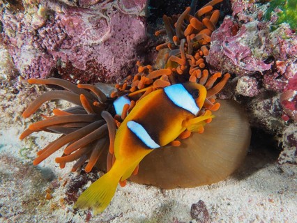 Red sea anemonefish (Amphiprion bicinctus)