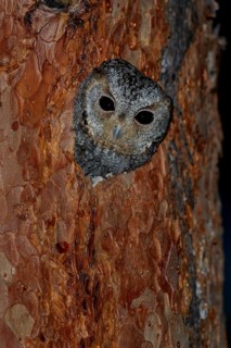 Flammulated Owl (Psiloscops flammeolus) perched on a branch in the interior of British Columbia,