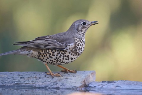 A brown-feathered mistle thrush, Turdus viscivorus, with a spotted chest sits on a wooden surface,