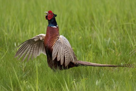 Common Pheasant (Phasianus colchicus) male calling, Lake Neusiedl, Austria