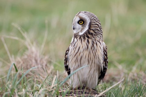 Sumpfohreule, lat. Asio flammeus, am Boden in einer Wiese aufrecht sitzend