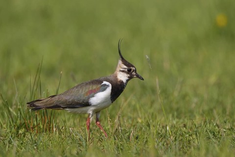 Northern Lapwing (Vanellus vanellus) male, North Rhine-Westphalia, Germany