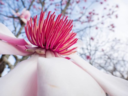 A vibrant close up shot of a blooming pink magnolia flower against a blurred background of blue sky
