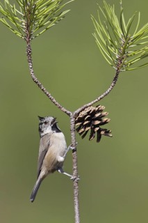 European Crested Tit (Lophophanes cristatus) singing, Portugal