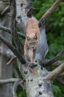 One Eurasian lynx, (Lynx lynx), walking on fallen dead tree with a green natural background and