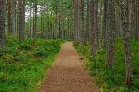 Straight path through green pine forest surrounded by vibrant moss, Loch Garden, Nethy Bridge,