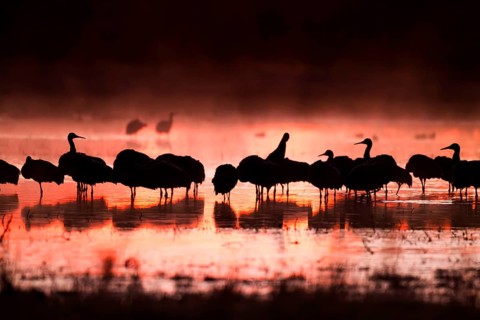 Sandhill Crane Grus canadensis Bosque del Apache National Wildlife Refuge, New Mexico, United