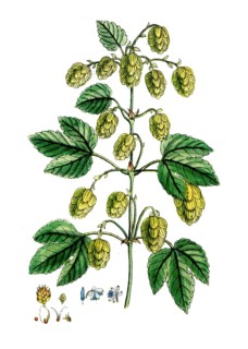 Humulus lupulus, common hop, digital reproduction of a historical original, between 1790 and 1810