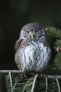 Eurasian Pygmy Owl (Glaucidium passerinum), Austria