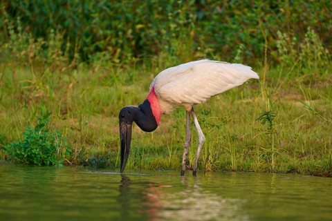 Jabiru dipping its beak into the water, presenting elegant contrast of black, white and red in