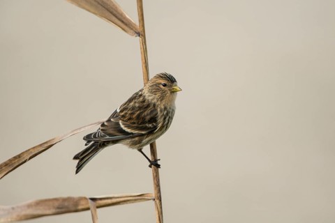Twite (Linaria flavirostris), Schleswig-Holstein, Germany