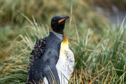 King penguin (Aptenodytes patagonicus), adult bird during moult with old feathers sticking out,