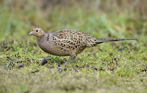 Common Pheasant (Phasianus colchicus) female, British Columbia, Canada