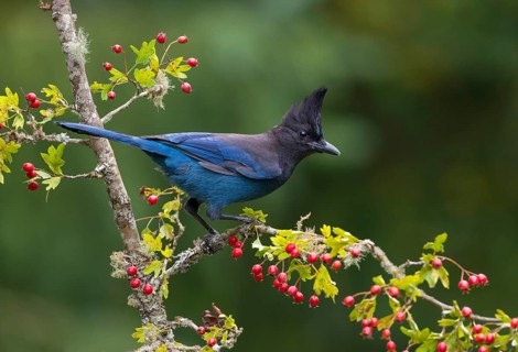 Steller's Jay (Cyanocitta stelleri) - Victoria BC, Canada