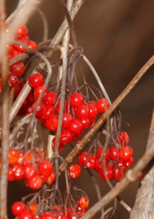Fruits Guelder rose (Viburnum opulus), in winter, North Rhine-Westphalia, Germany