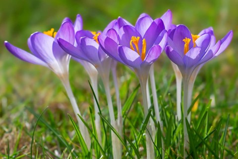 Woodland crocuses / early crocus / Tommasini's crocuses / tommies (Crocus tommasinianus) in flower