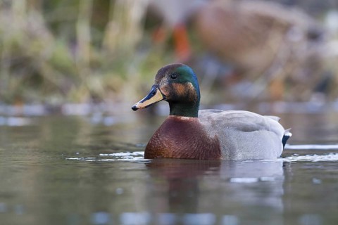 Hybrid: Gadwall x Mallard (Mareca strepera x Anas platyrhynchos) Bavaria, Germany