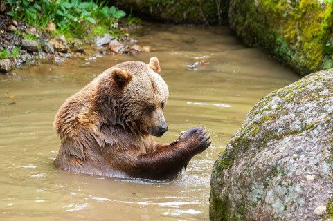 Eurasian brown bear (Ursus arctos arctos) in a little lake, Bavarian Forest, Bavaria, Germany