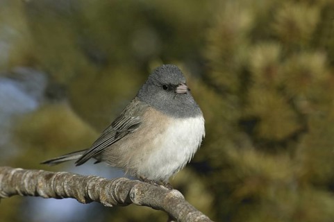 Oregon Junco (Junco hyemalis oreganus), New Mexico, USA