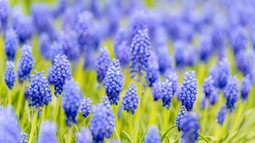 A lush field of purple grape hyacinths blooms vibrantly, creating a dreamy spring scene. The dense