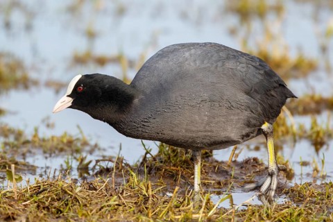 Eurasian Coot (Fulica atra) foraging, Netherlands