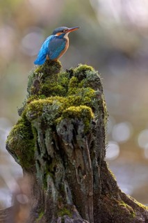 Kingfisher (Alcedo atthis) spring, hunting, catching fish, female on mossy root, dive, diving,