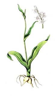 Orchis militaris, helmet orchid, digital reproduction of a historical original, between 1790 and
