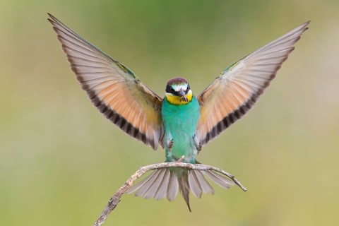 Bee-eater, (Merops apiaster), Animals, Birds, Raptor family, Perching station, Muselievo,