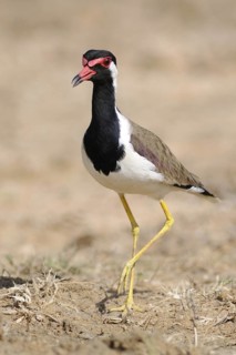 Red-wattled Lapwing (Vanellus indicus), Sri Lanka