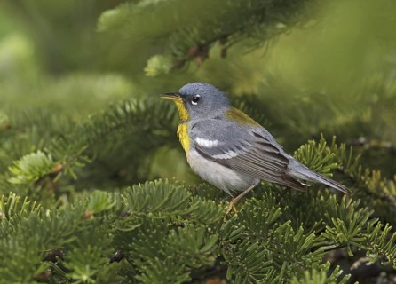 Northern Parula (Setophaga americana), Maine, USA