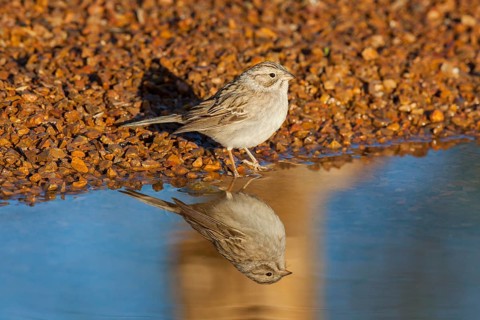 Brewer's Sparrow Spizella breweri Amado, Santa Cruz County, Arizona, United States 16 April Adult