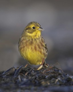Yellowhammer (Emberiza citrinella), Mecklenburg-Western Pomerania, Germany