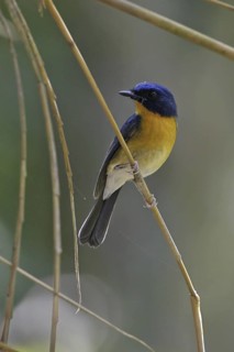 Hill Blue Flycatcher (Cyornis banyumas), Malaysia