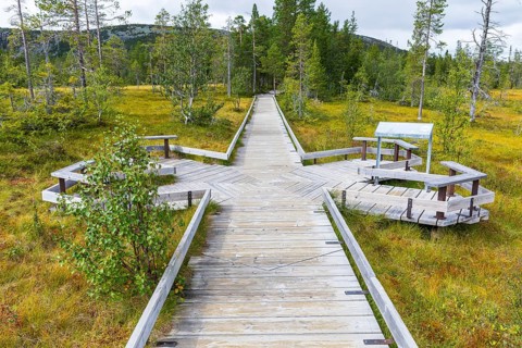 The hiking trail leads over a boardwalk through the high moor in Fulufjället National Park near