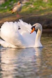 Elegant swan on a calm lake, wings slightly spread, in soft light, Nagold, Black Forest, Germany