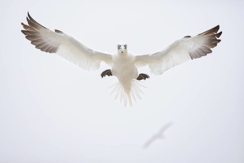 Northern Gannet (Morus bassanus) flying, Quebec, Canada