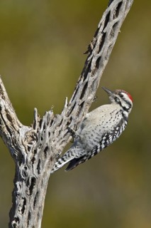 Ladder-backed Woodpecker (Dryobates scalaris), New Mexico, USA