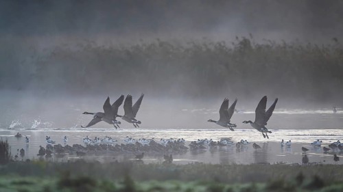 Canada Goose, Branta Canadensis, birds in flight over marshes, Devon, England, United Kingdom