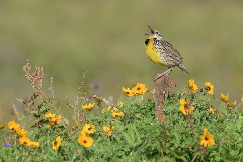 Eastern Meadowlark (Sturnella magna) male singing, Texas, USA