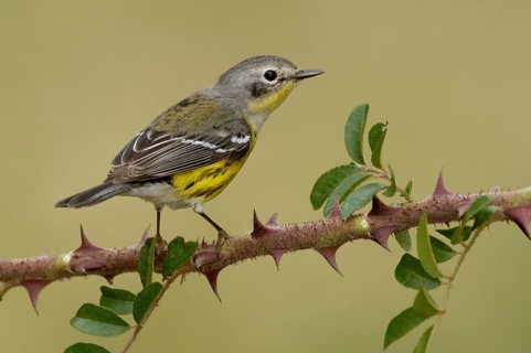 Magnolia Warbler (Setophaga magnolia), Texas, USA