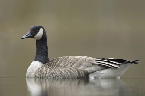 Canada Goose (Branta canadensis), North Rhine-Westphalia, Germany
