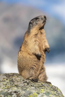 One adult Alpine Marmot, Marmota marmota, standing erected on a rock. Grossglockner Mountain in the