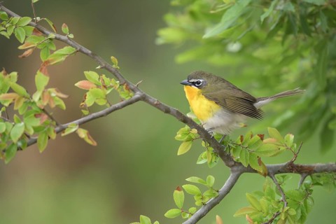 Yellow-breasted Chat (Icteria virens) perched on a branch, Texas, USA