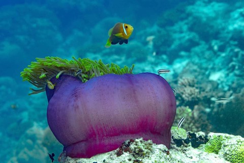 A vibrant magnificent sea anemone, Heteractis magnifica, hosts a colorful Maldives clownfish,
