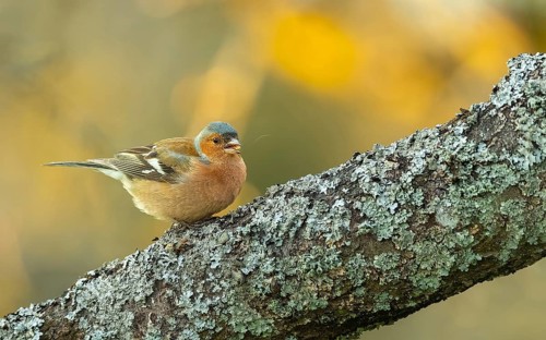 Buchfink (Fringilla coelebs), Männchen