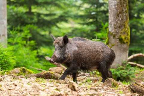 Wild boar (Sus scrofa) walking in a forest, Bavaria, Germany